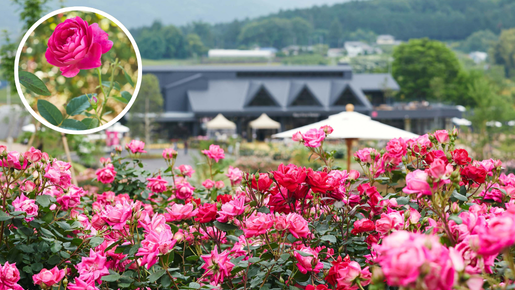 <Web割対象商品>【キングツアーバス旅】生産量日本一の鉾田でメロン食べ放題&バラ咲く「いばらきフラワーパーク」〔多摩センター・聖蹟桜ヶ丘発〕1